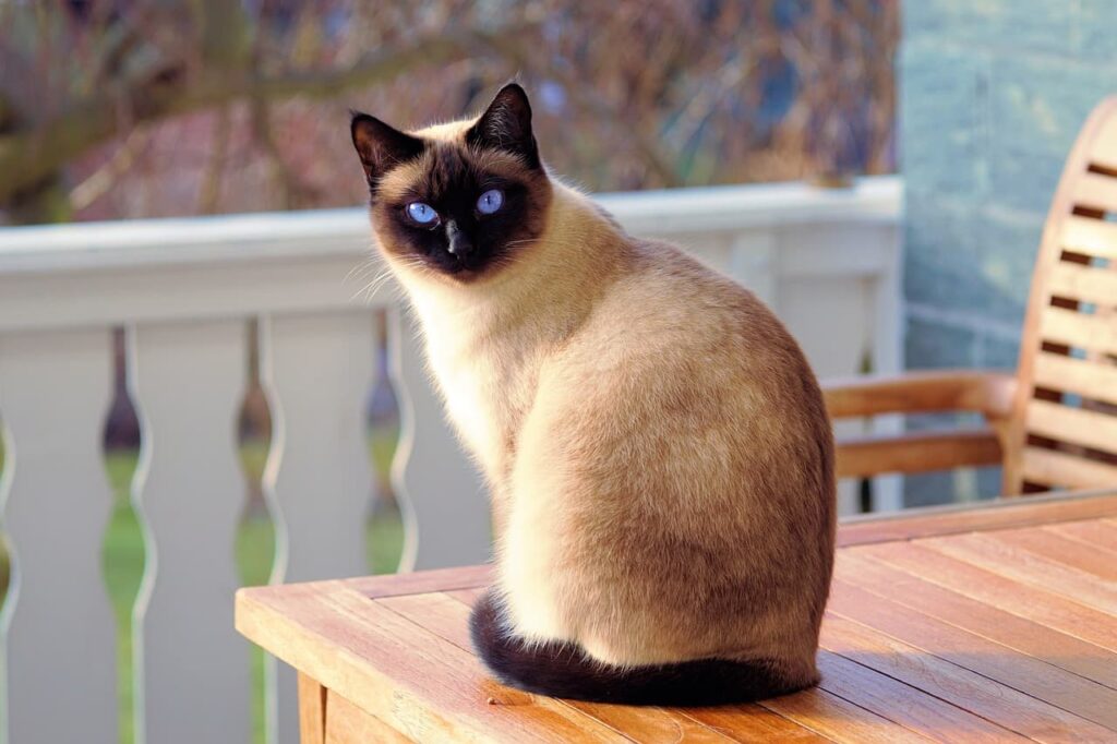 Voyager avec un chat cet été